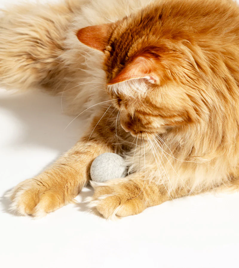 Balle interactive pour chats - Image 3