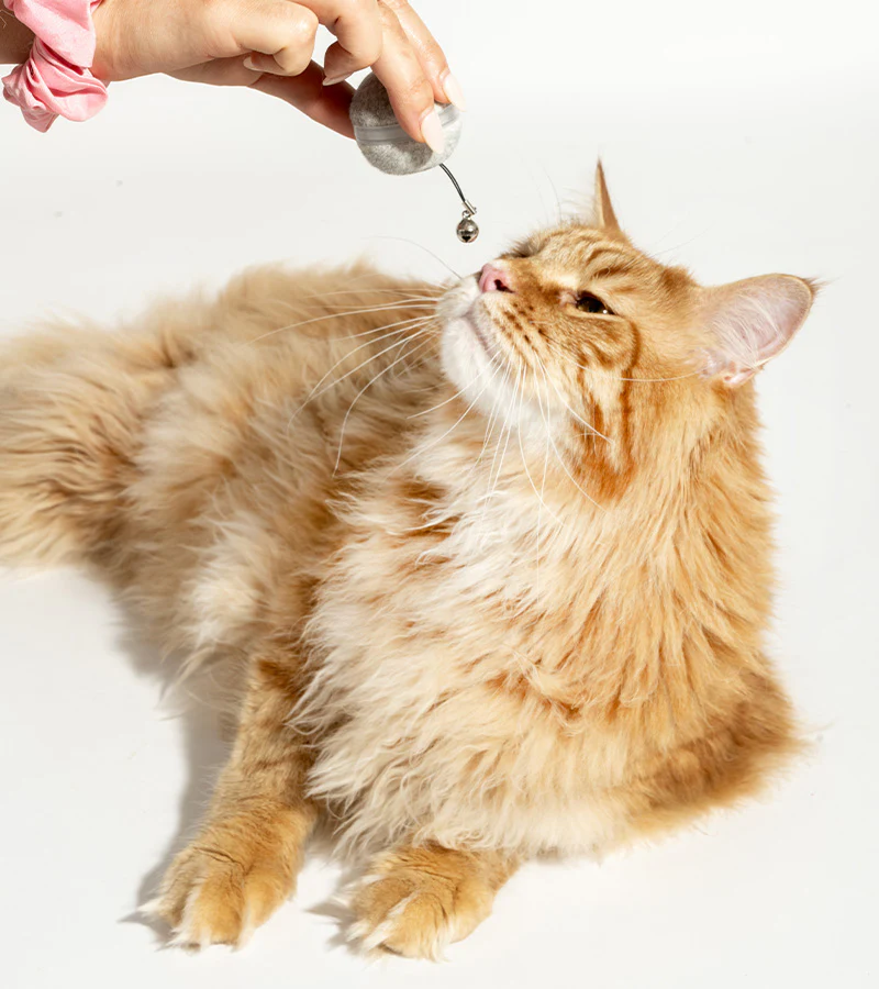 Balle interactive pour chats - Image 4