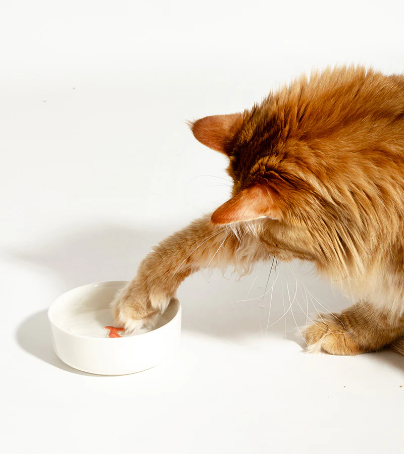 Gamelle leurre poisson pour chats - Image 2