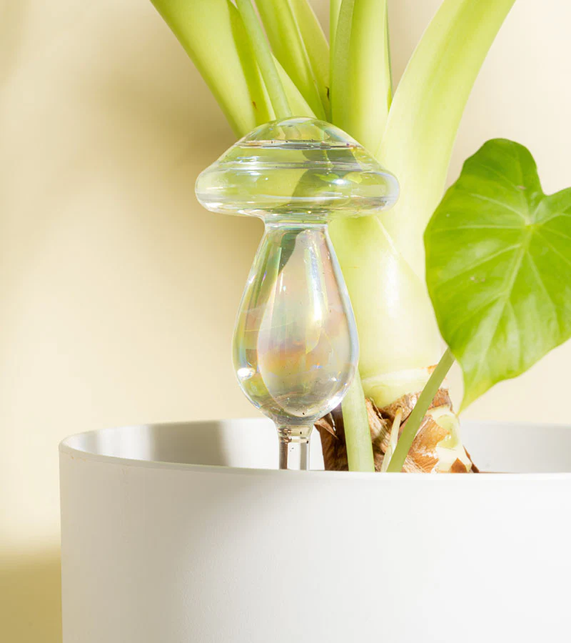 Irrigateur champignon en verre - Image 2