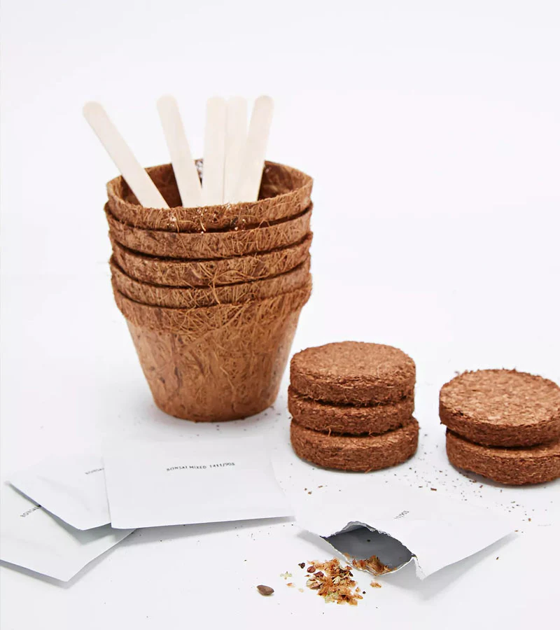 Kit de plantation pour bonsaï - Image 2