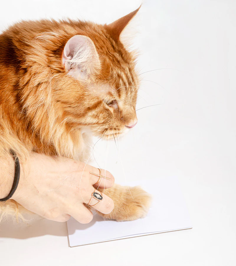 Kit d'empreintes pour chiens et chats - Image 4