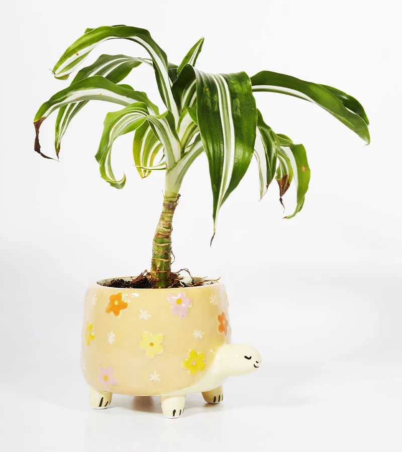 Pot à plantes tortue - Image 3