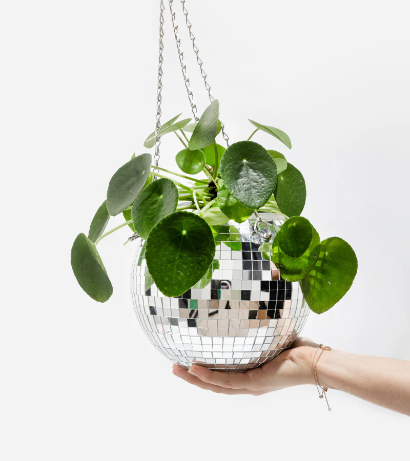 Pot de plantes disco boule à facettes - Image 6